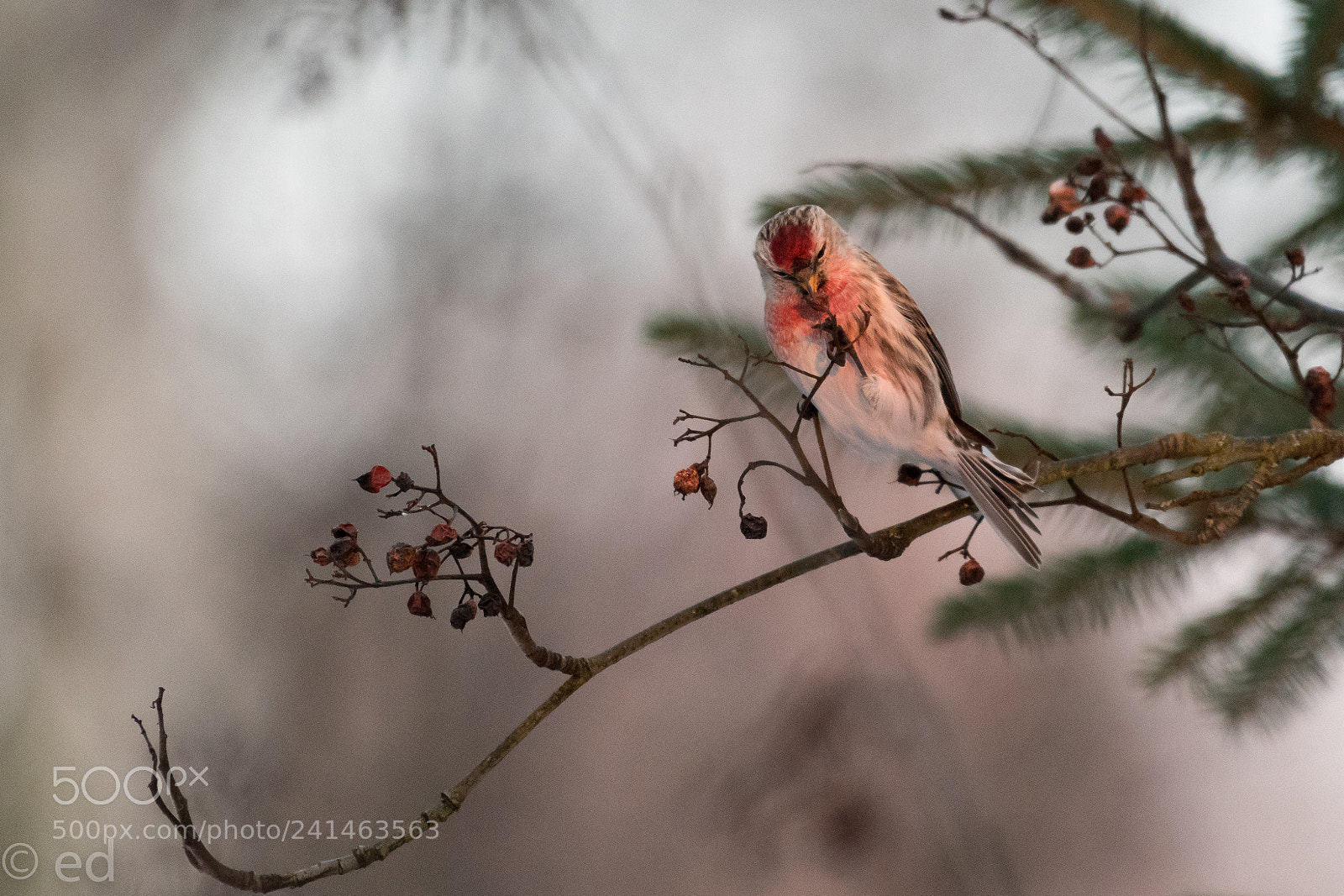Nikon D850 sample photo. Redpoll photography