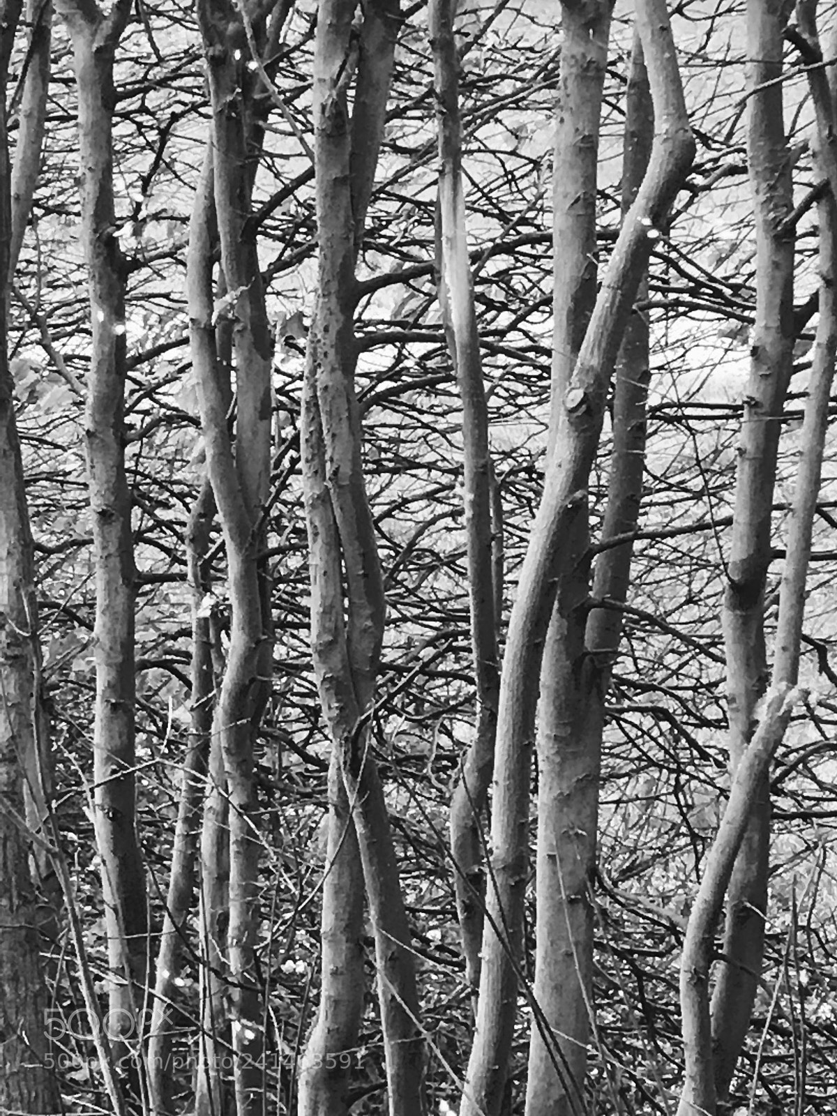Apple iPhone 7 sample photo. Tree trunks photography