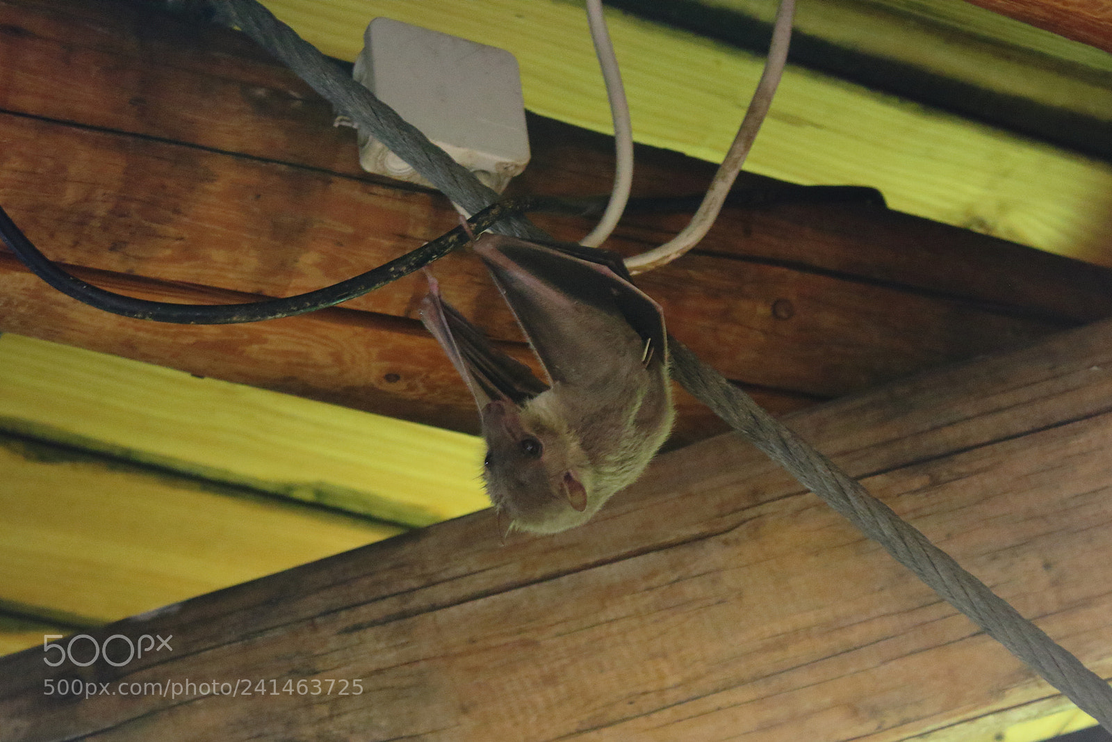 Canon EF-S 18-55mm F3.5-5.6 III sample photo. Fruit bat hanging from photography