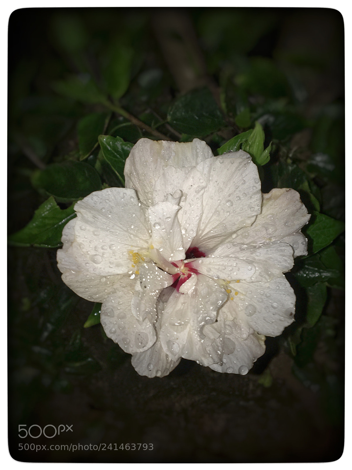 Apple iPhone 6s sample photo. Untitled photography
