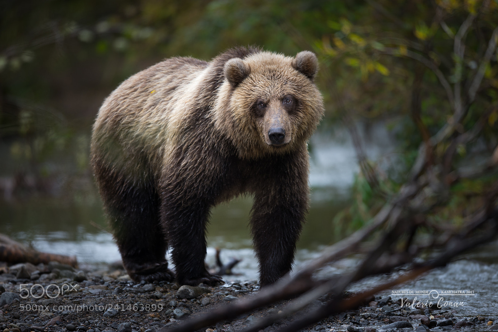 Nikon D600 sample photo. Kuril bear kamchatka siberia photography
