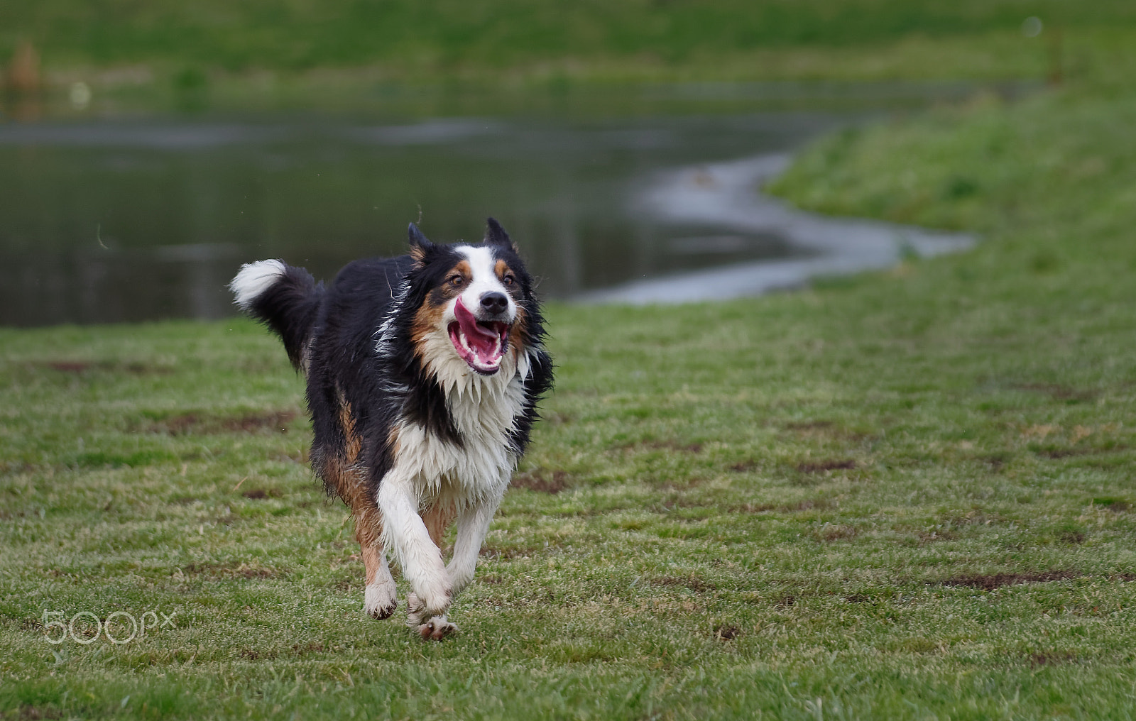 Pentax smc DA* 60-250mm F4.0 ED (IF) SDM sample photo. Happy australian shepperd running towards camera photography