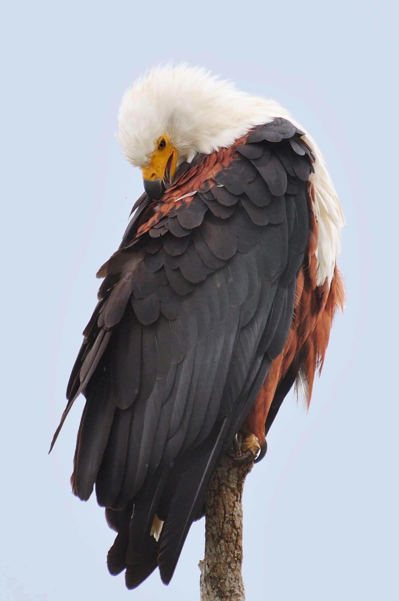 Nikon D90 sample photo. African fish eagle photography
