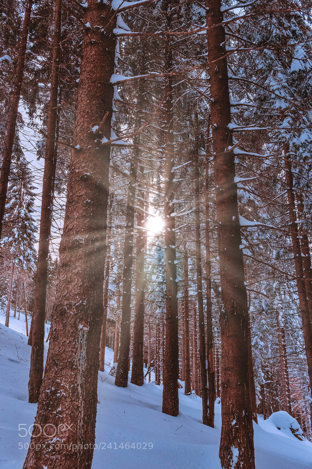 Canon EOS 100D (EOS Rebel SL1 / EOS Kiss X7) sample photo. Glittering sun photography