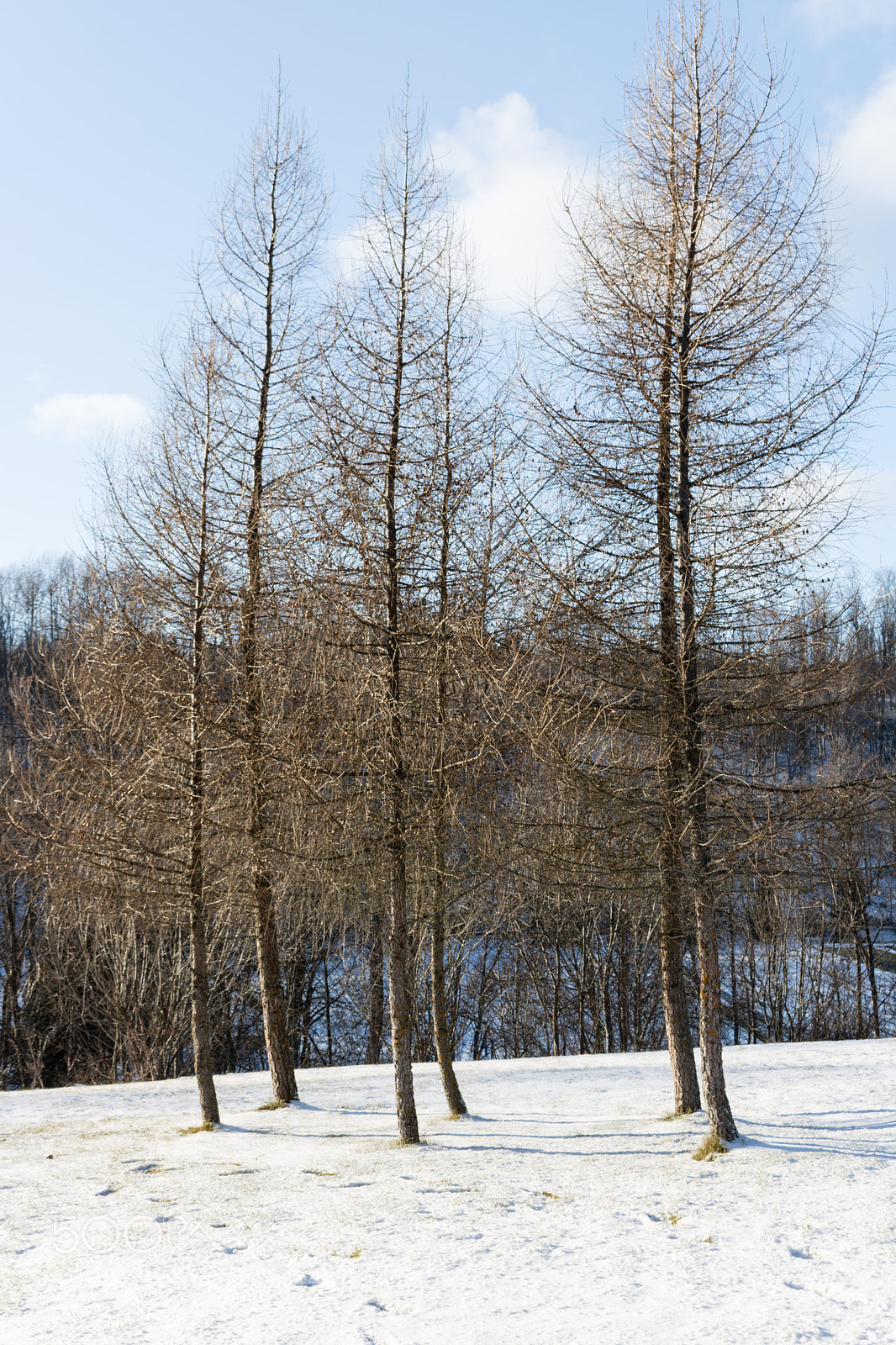 Canon EOS 750D (EOS Rebel T6i / EOS Kiss X8i) sample photo. Pairs of trees photography