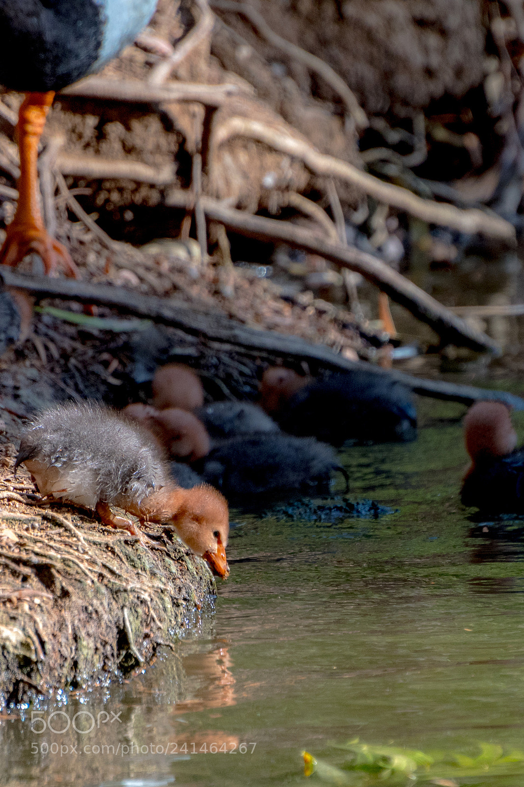 Nikon D500 sample photo. Making the leap photography