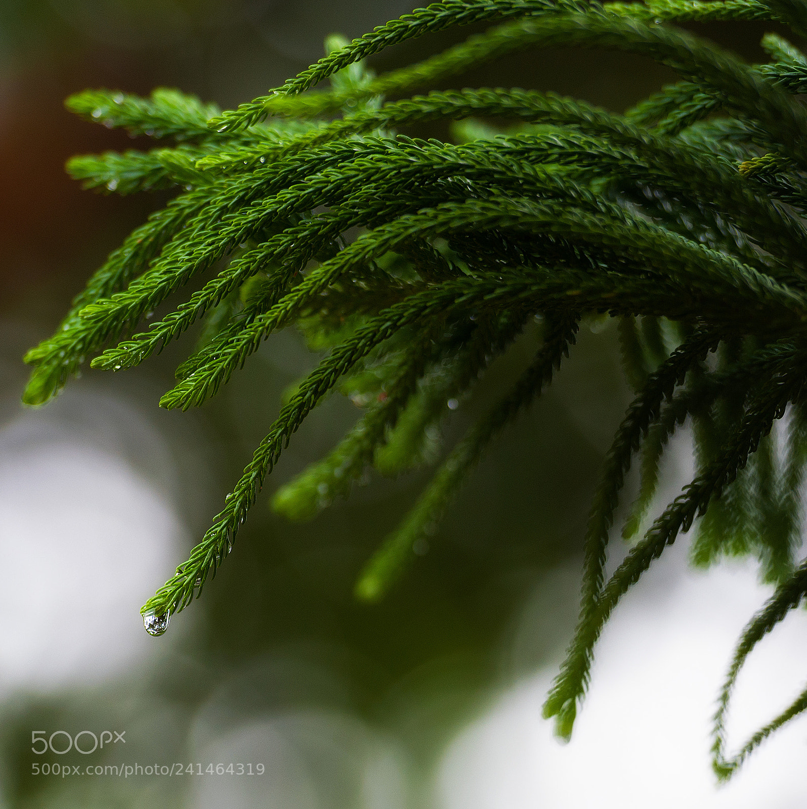 Nikon D700 sample photo. Evergreen conifer photography