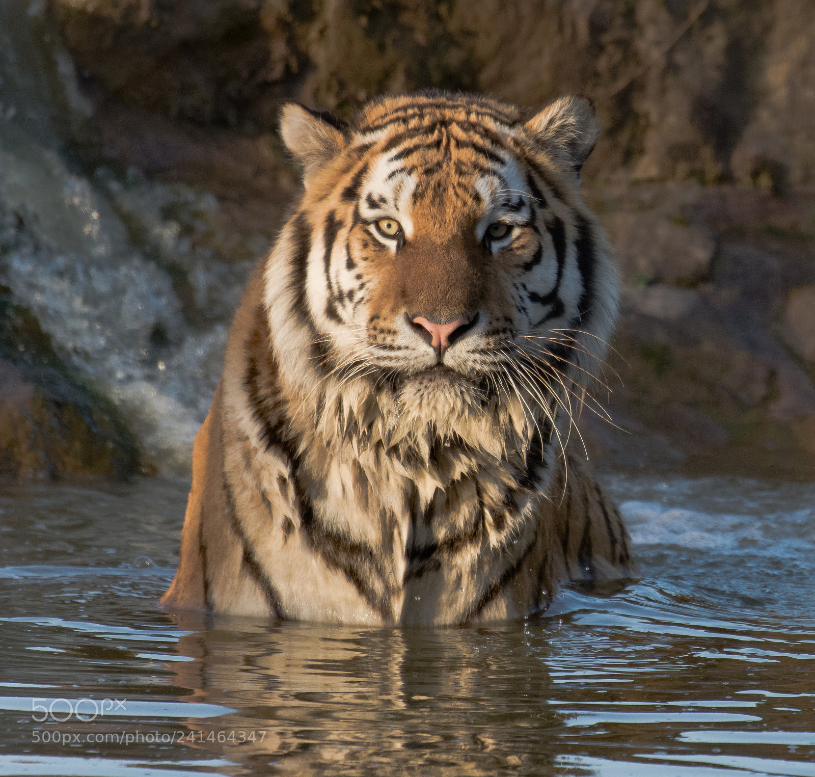 Nikon D7200 sample photo. Tiger () photography