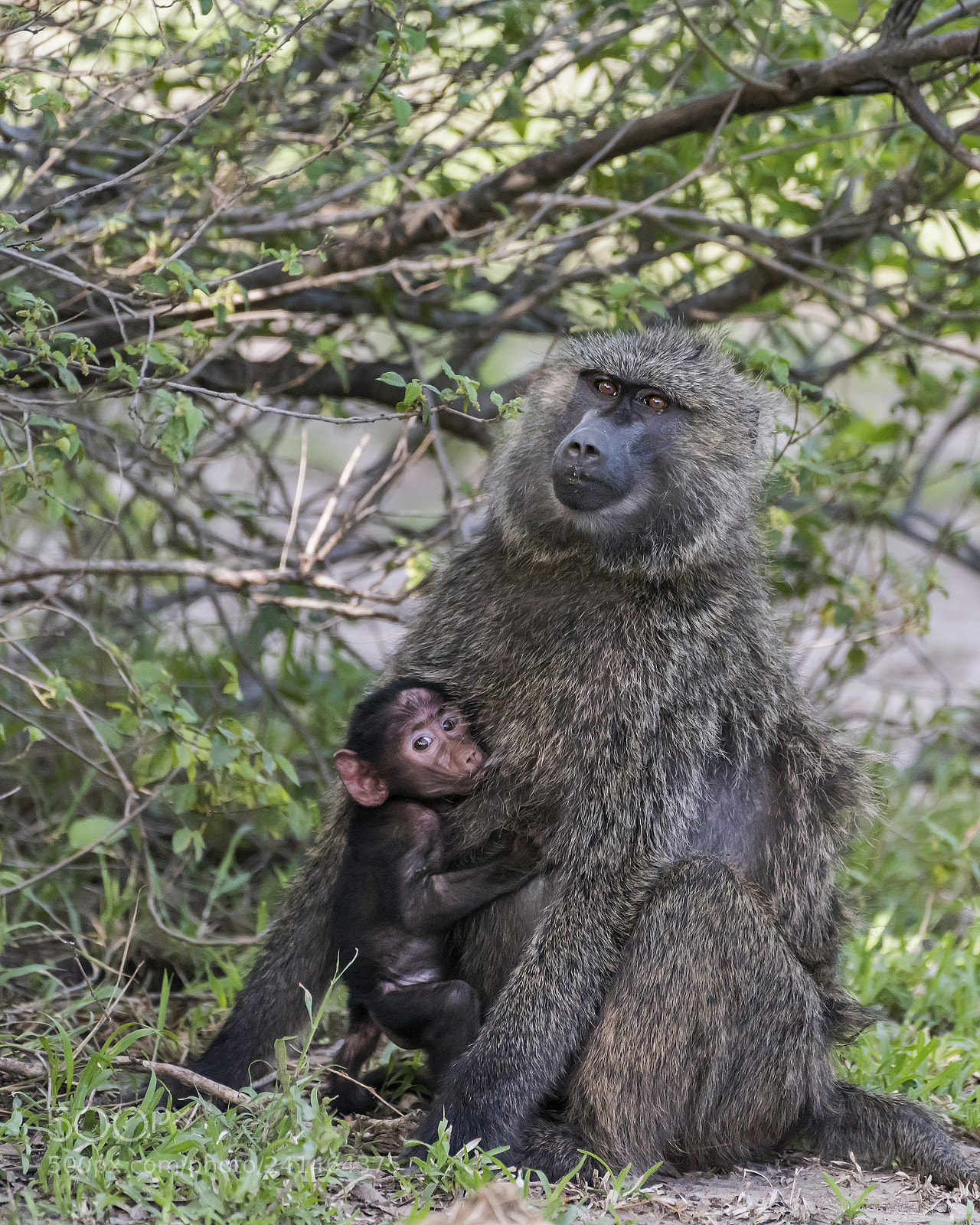 Nikon D810 sample photo. Mother and baby photography