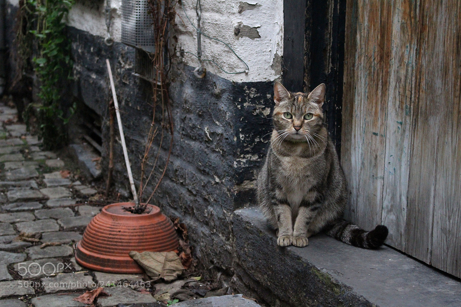 Canon EOS 100D (EOS Rebel SL1 / EOS Kiss X7) sample photo. The purrfect model photography