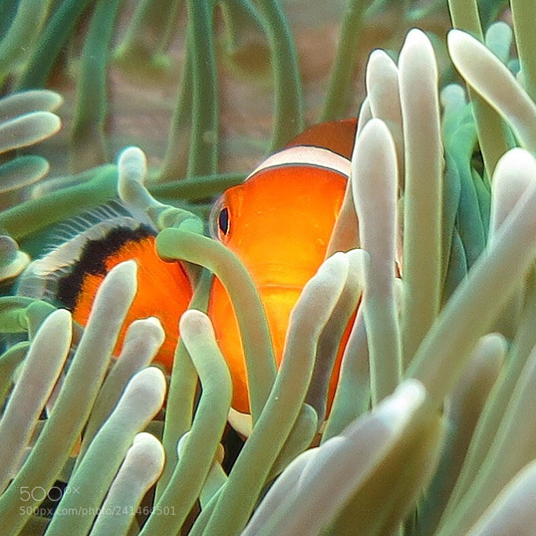 Canon PowerShot S120 sample photo. A clownfish at balis photography