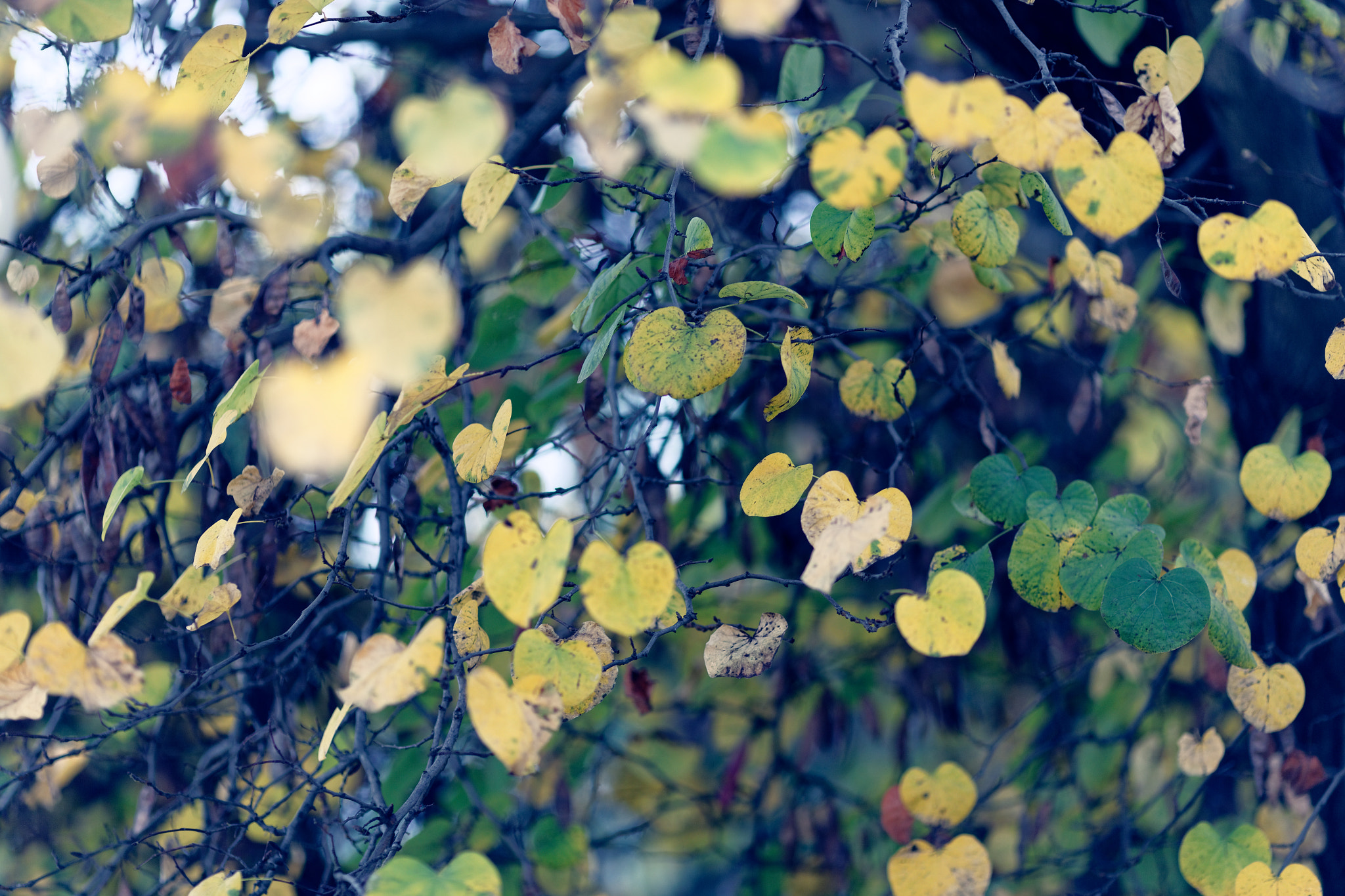 Canon EOS 6D + Canon EF 135mm F2L USM sample photo. Winter leaves photography