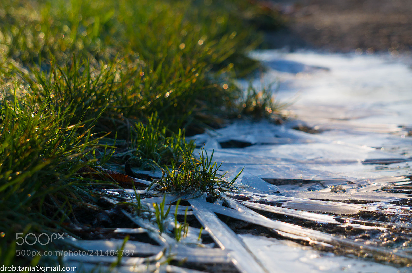 Sony Alpha NEX-5T sample photo. Frost strikes grass photography