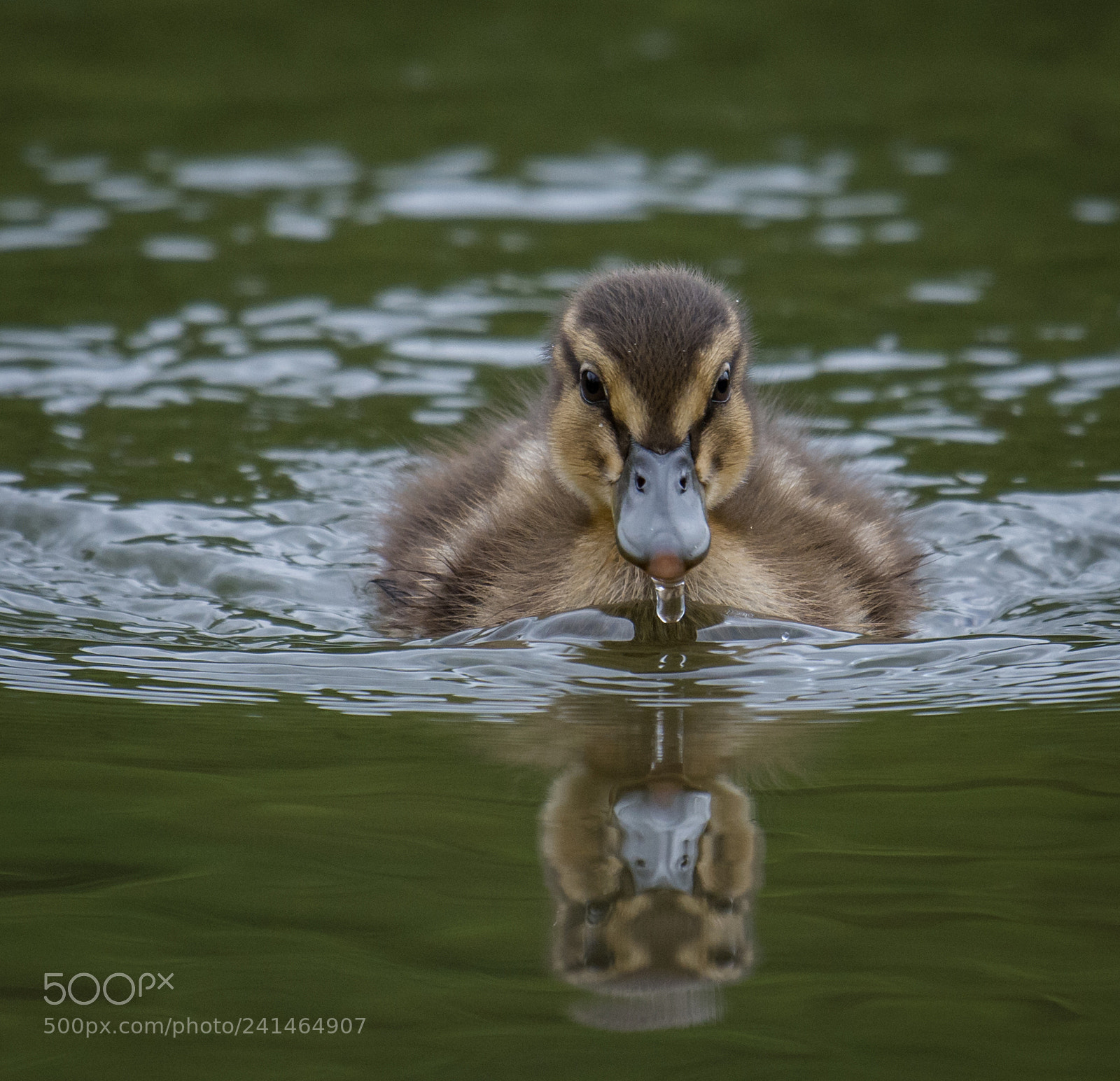 Nikon D7200 sample photo. Reflect photography