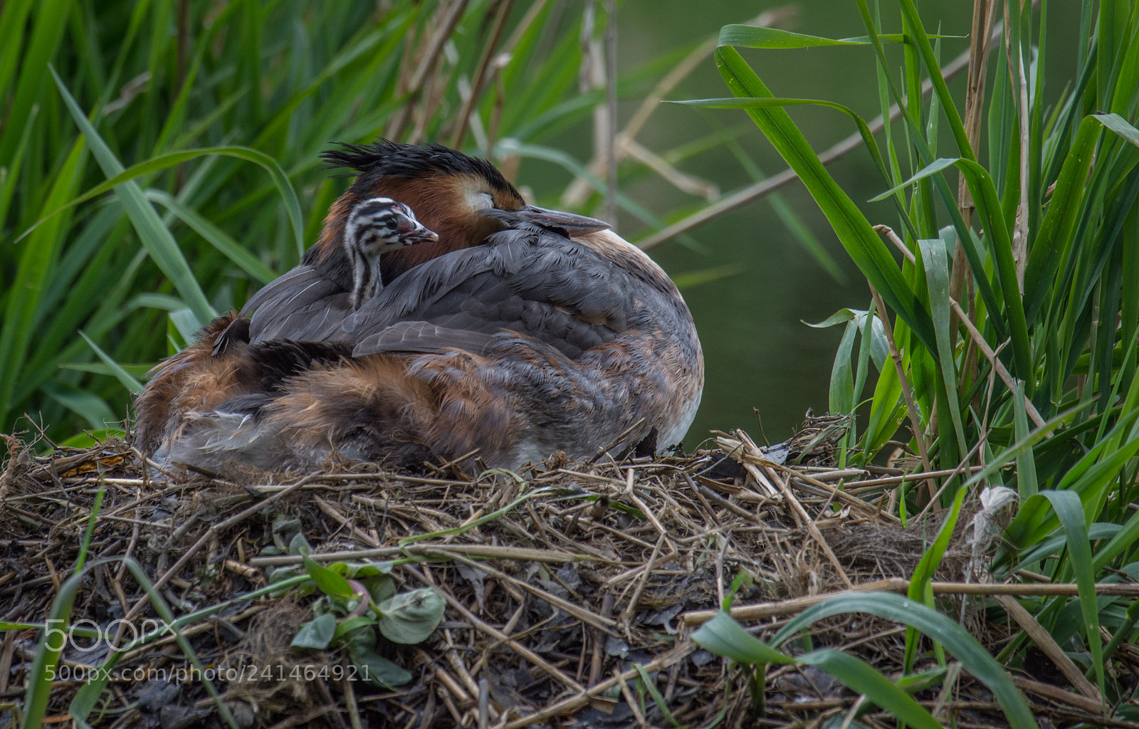 Nikon D7200 sample photo. I will keep watch photography