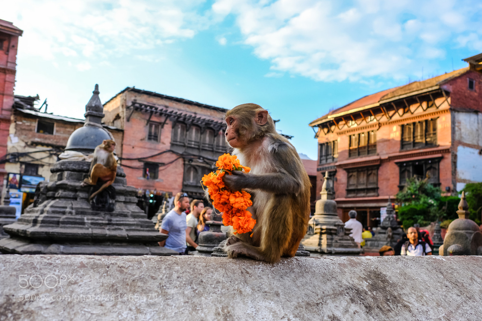 Fujifilm X-T20 sample photo. Monkey photography
