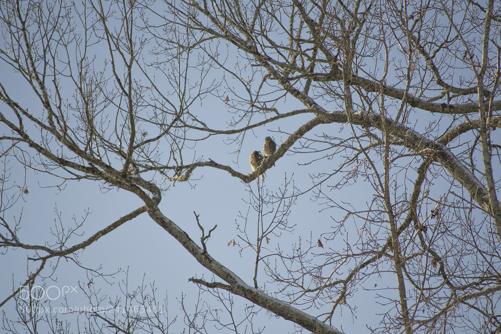 Nikon D3100 sample photo. Red shouldered hawks perched photography