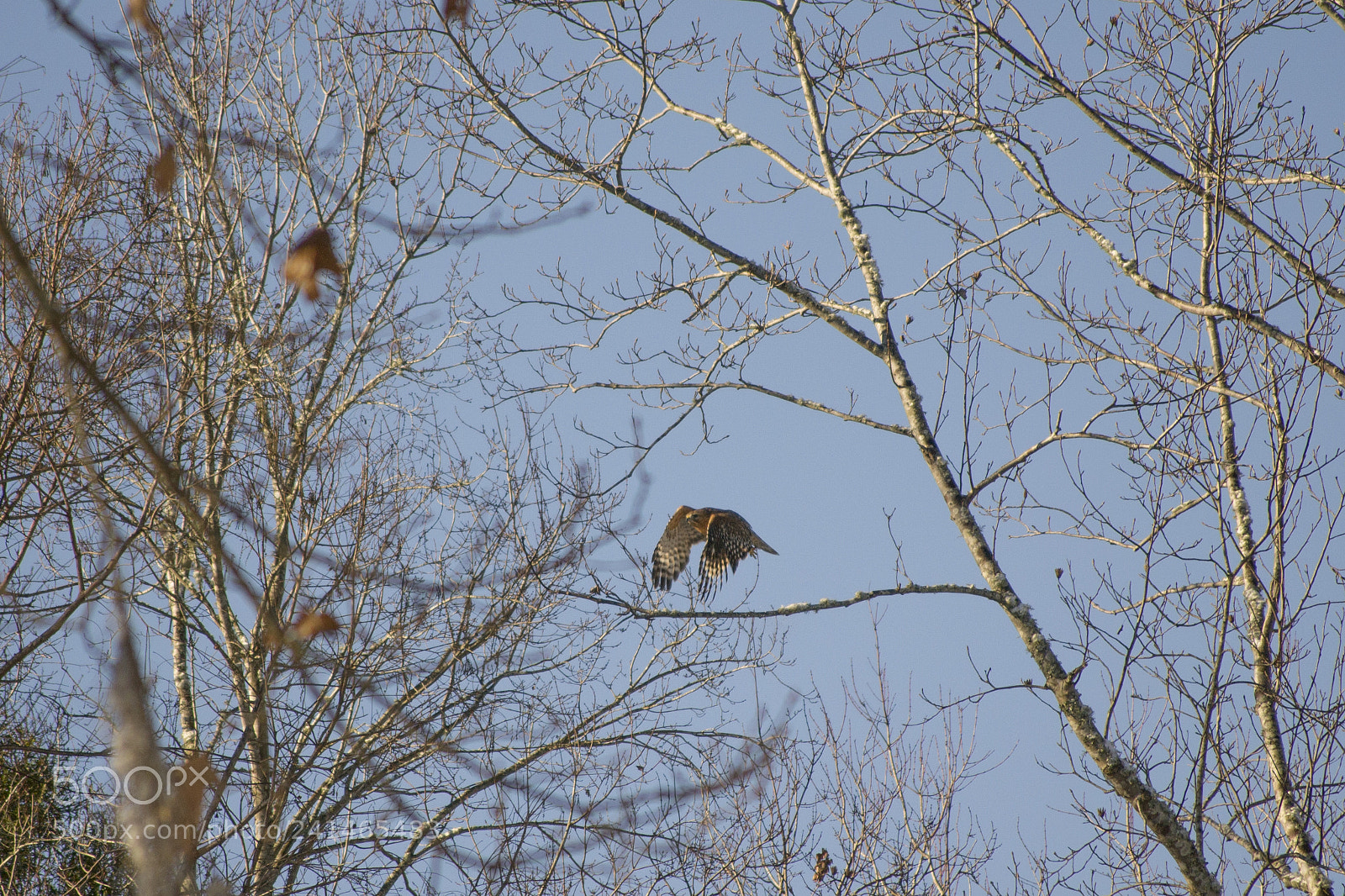 Nikon D3100 sample photo. Red shouldered hawk in photography