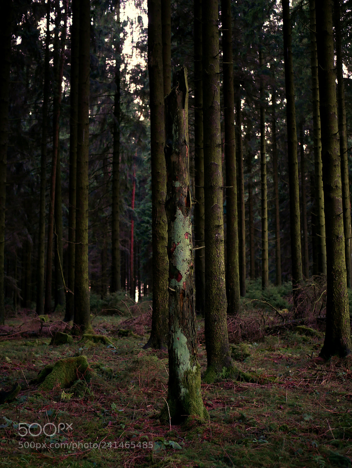 Panasonic Lumix DMC-GX85 (Lumix DMC-GX80 / Lumix DMC-GX7 Mark II) sample photo. Forest photography