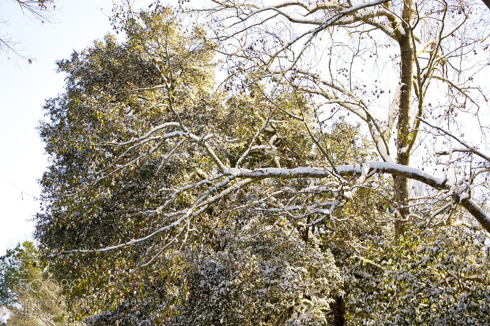 Nikon D3100 sample photo. Tree branch and green photography
