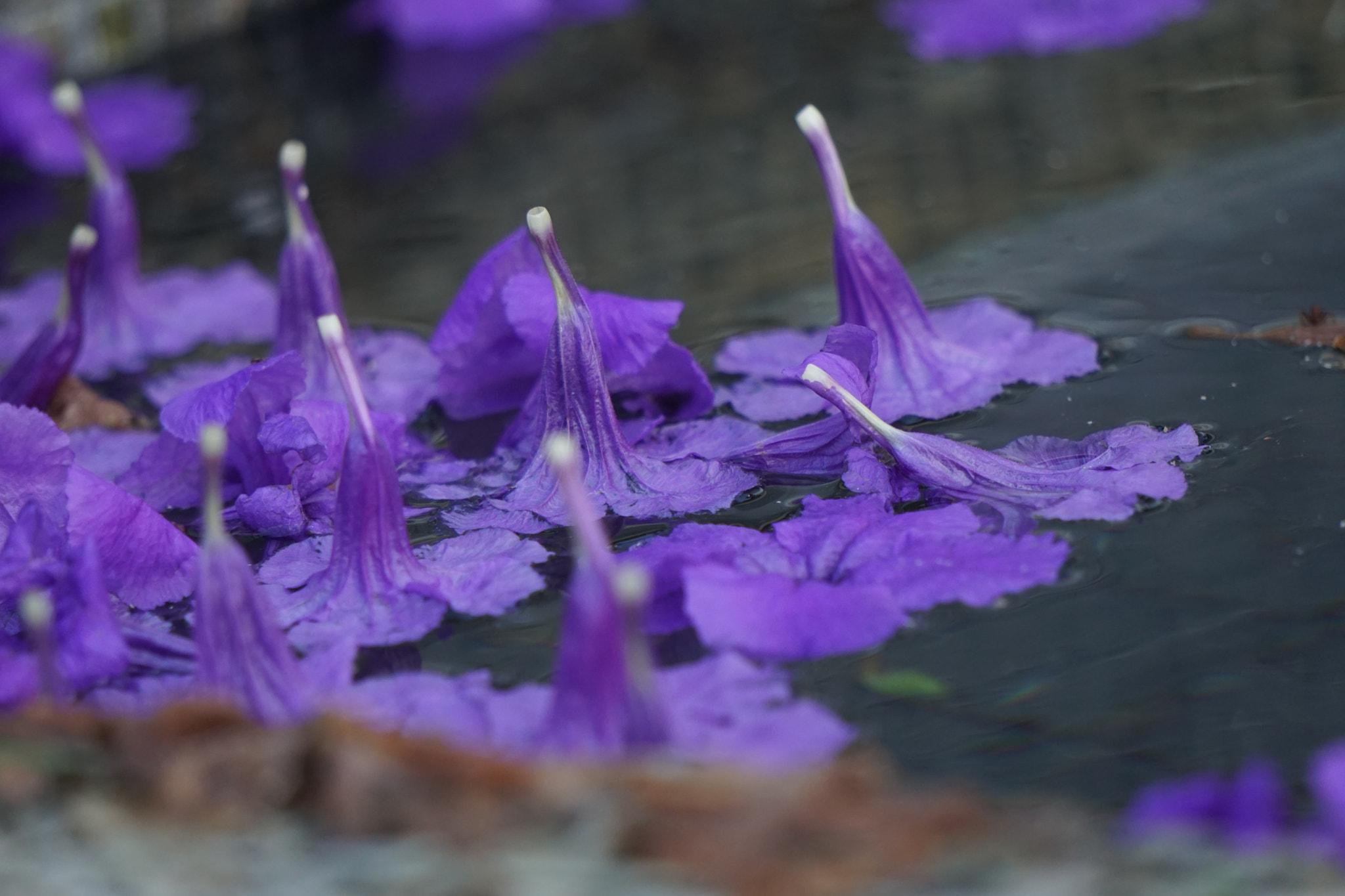 Sony FE 24-240mm F3.5-6.3 OSS sample photo. The fallen photography