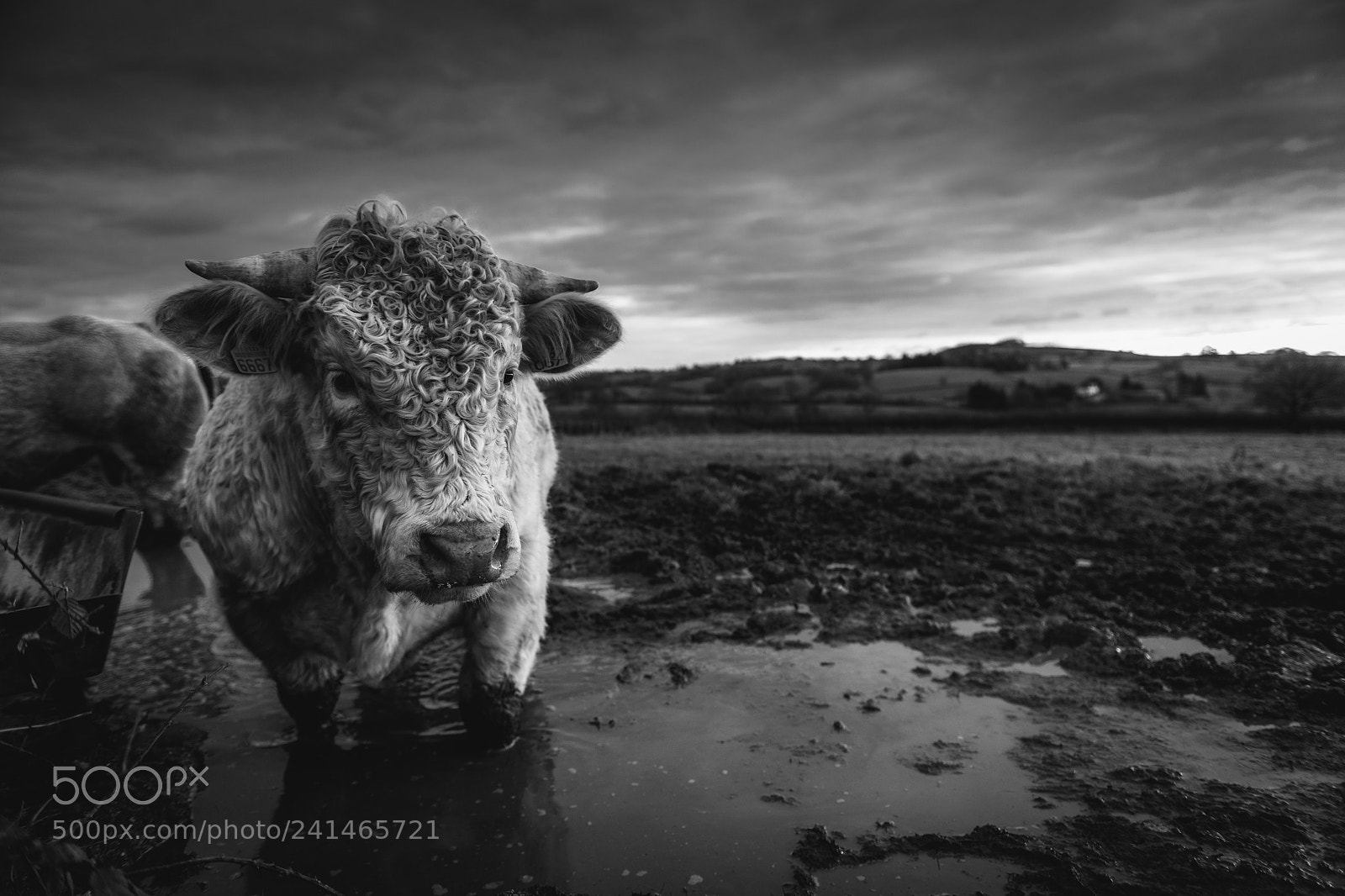 Nikon D850 sample photo. Charolais at sunrise photography
