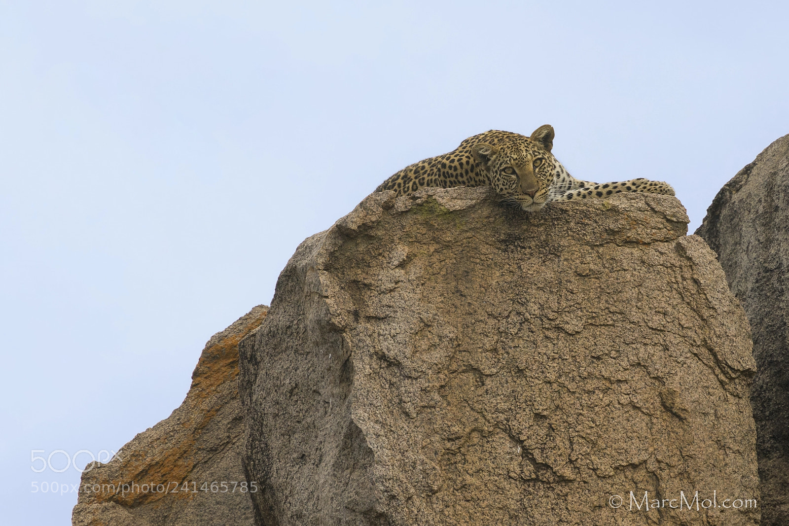 Nikon D850 sample photo. Leopardess on "vultures rock" photography