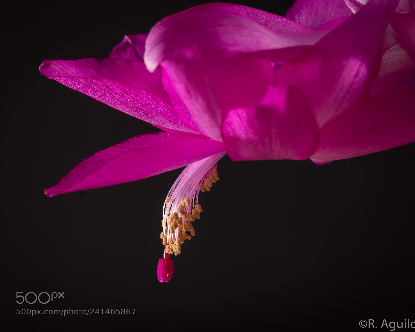 Nikon D7200 sample photo. Christmas cactus flower photography
