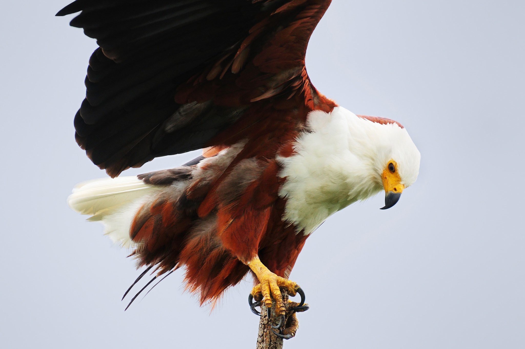 Nikon D90 sample photo. Under the wing of the african fish eagle photography