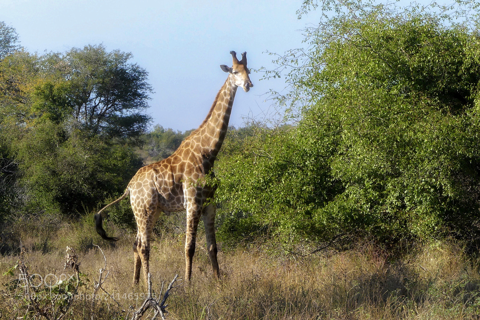 Panasonic Lumix DMC-FZ300 sample photo. Giraffe... photography