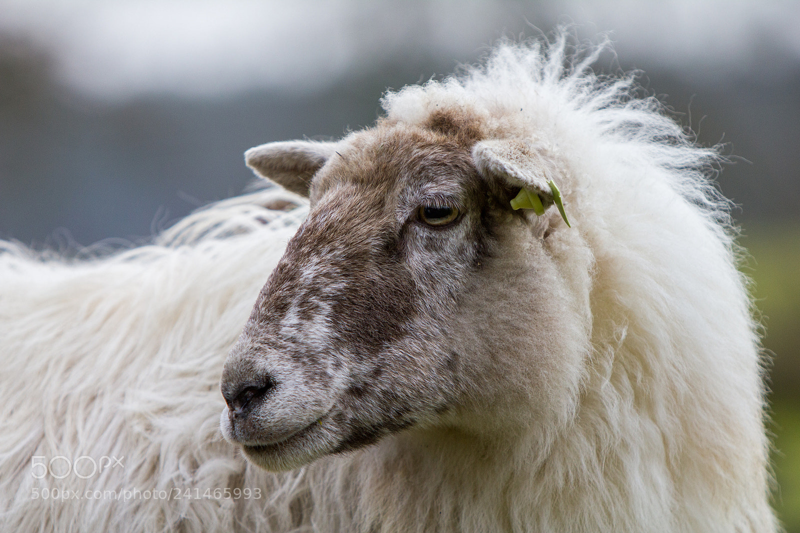 Canon EOS 550D (EOS Rebel T2i / EOS Kiss X4) sample photo. Drenthe heath sheep photography