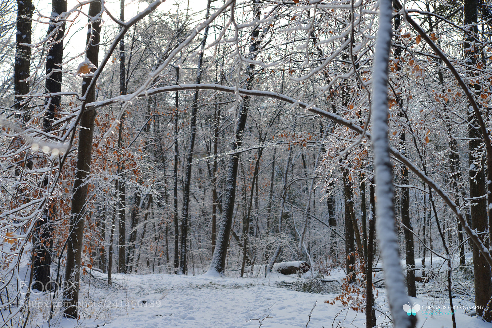 Nikon D600 sample photo. Untitled photography