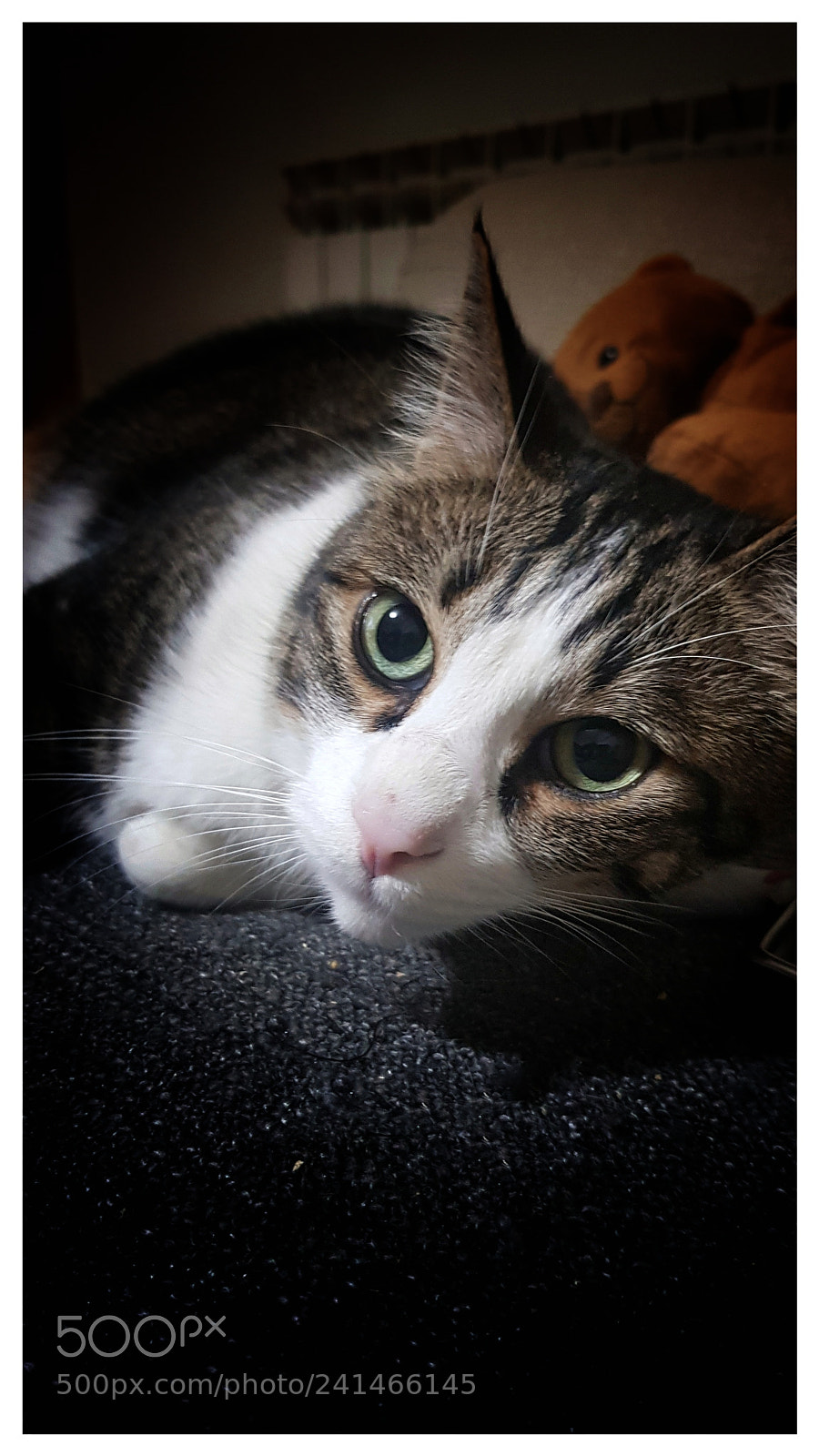 Samsung Galaxy S8+ sample photo. Untitled photography