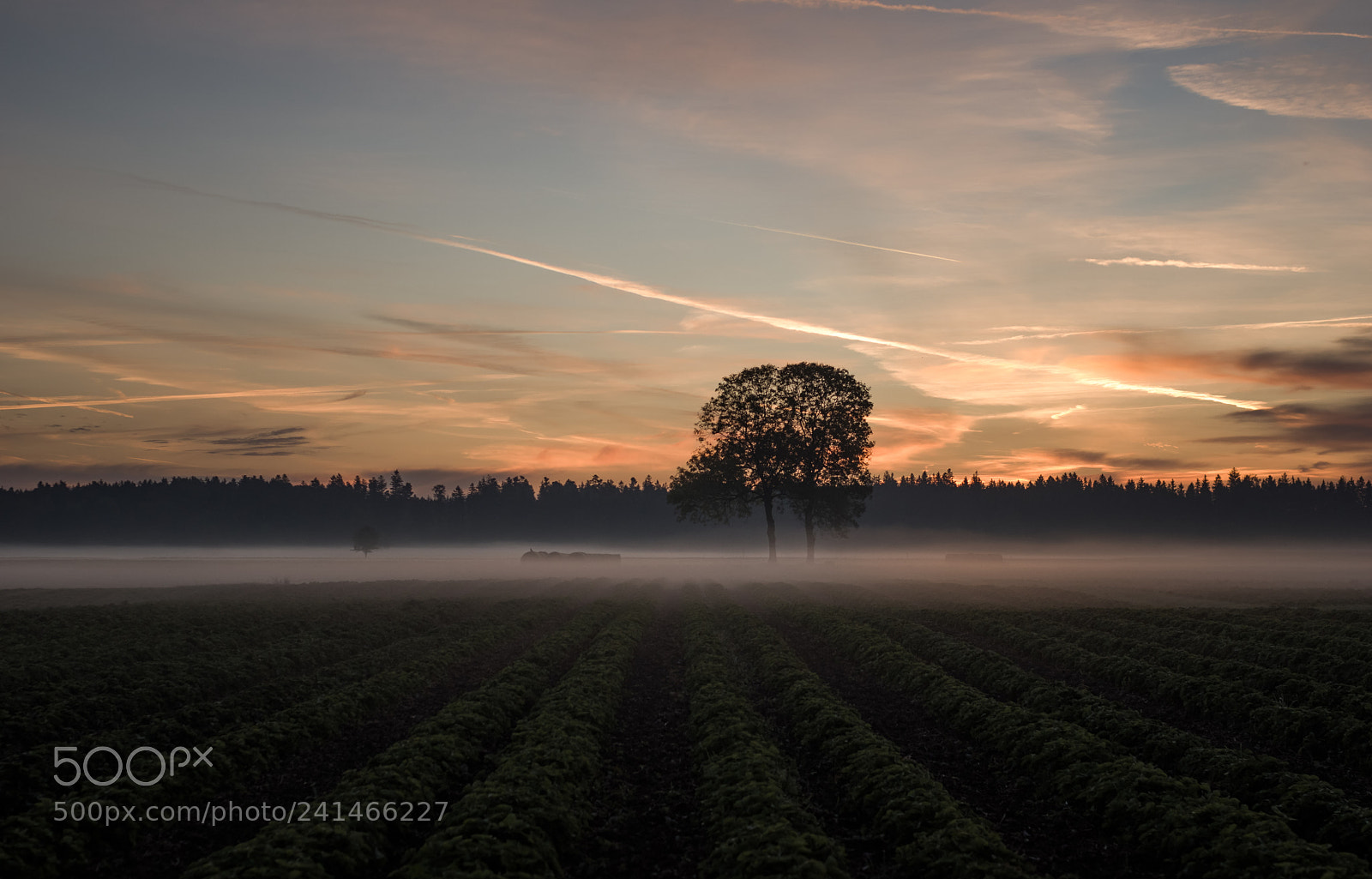 Pentax K-3 II sample photo. One morning in the photography