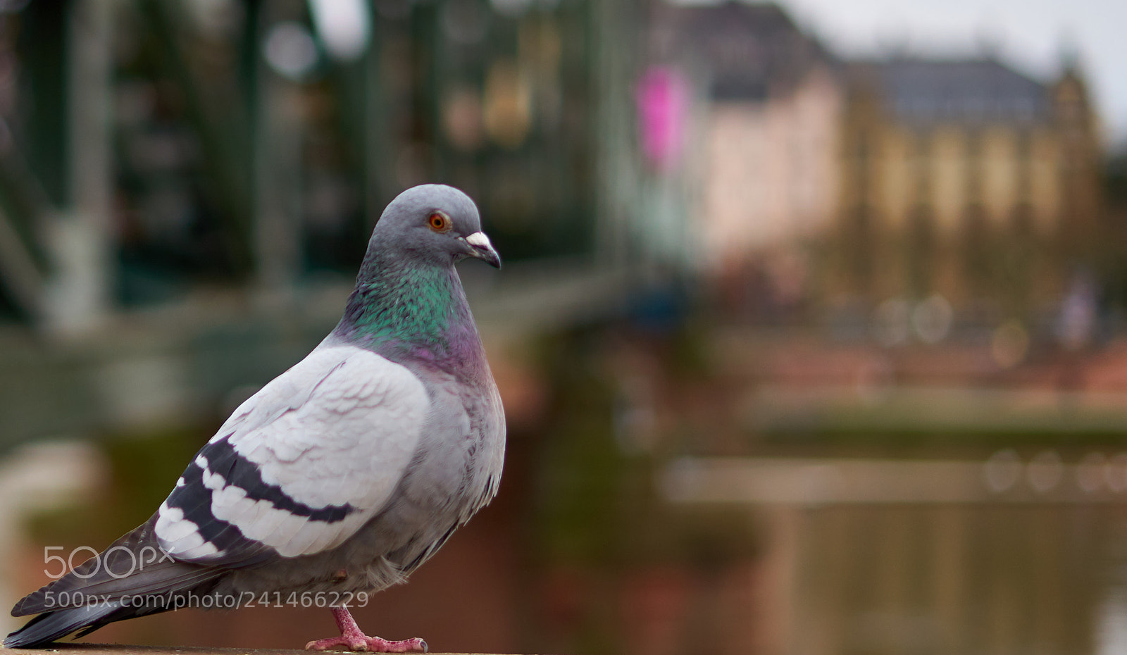 Sony a7 sample photo. A city dove photography