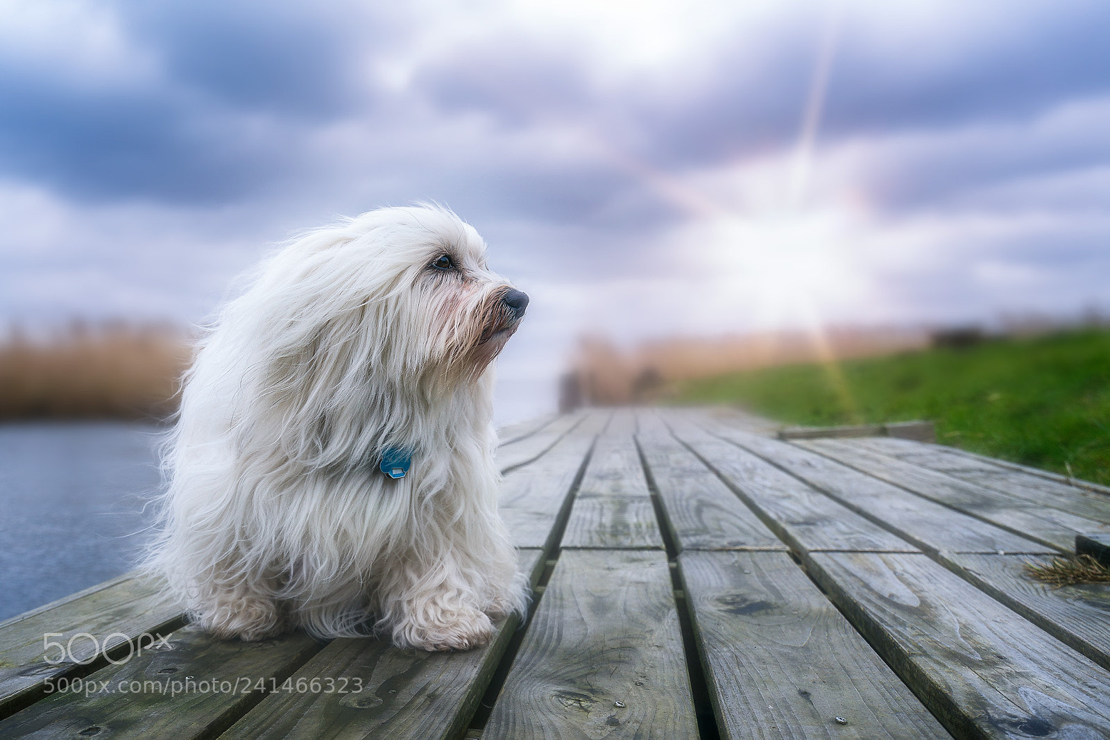 Sony a9 sample photo. Mika am naturhafen stolpe photography