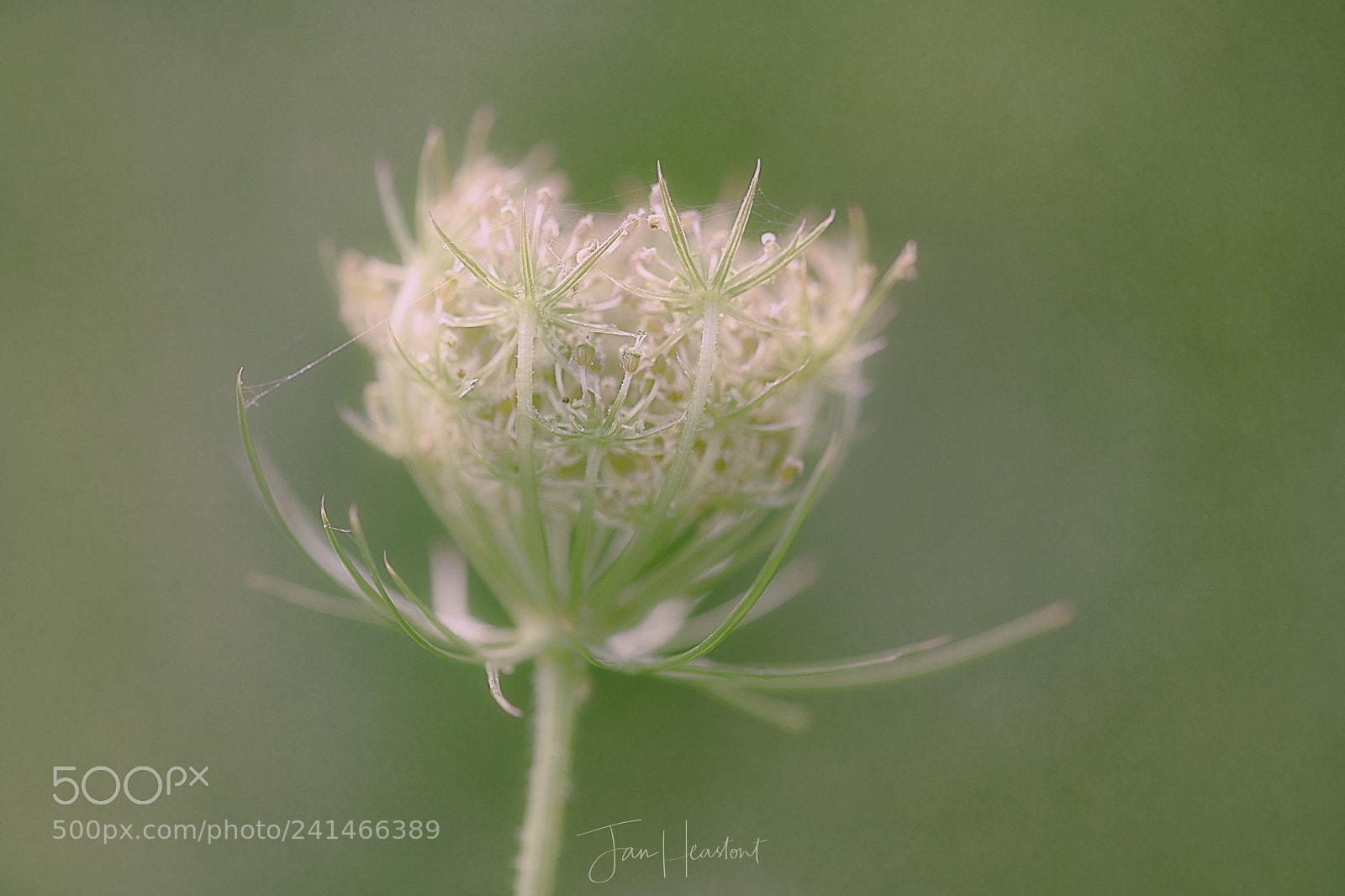 Nikon D7100 sample photo. Delicate weed photography