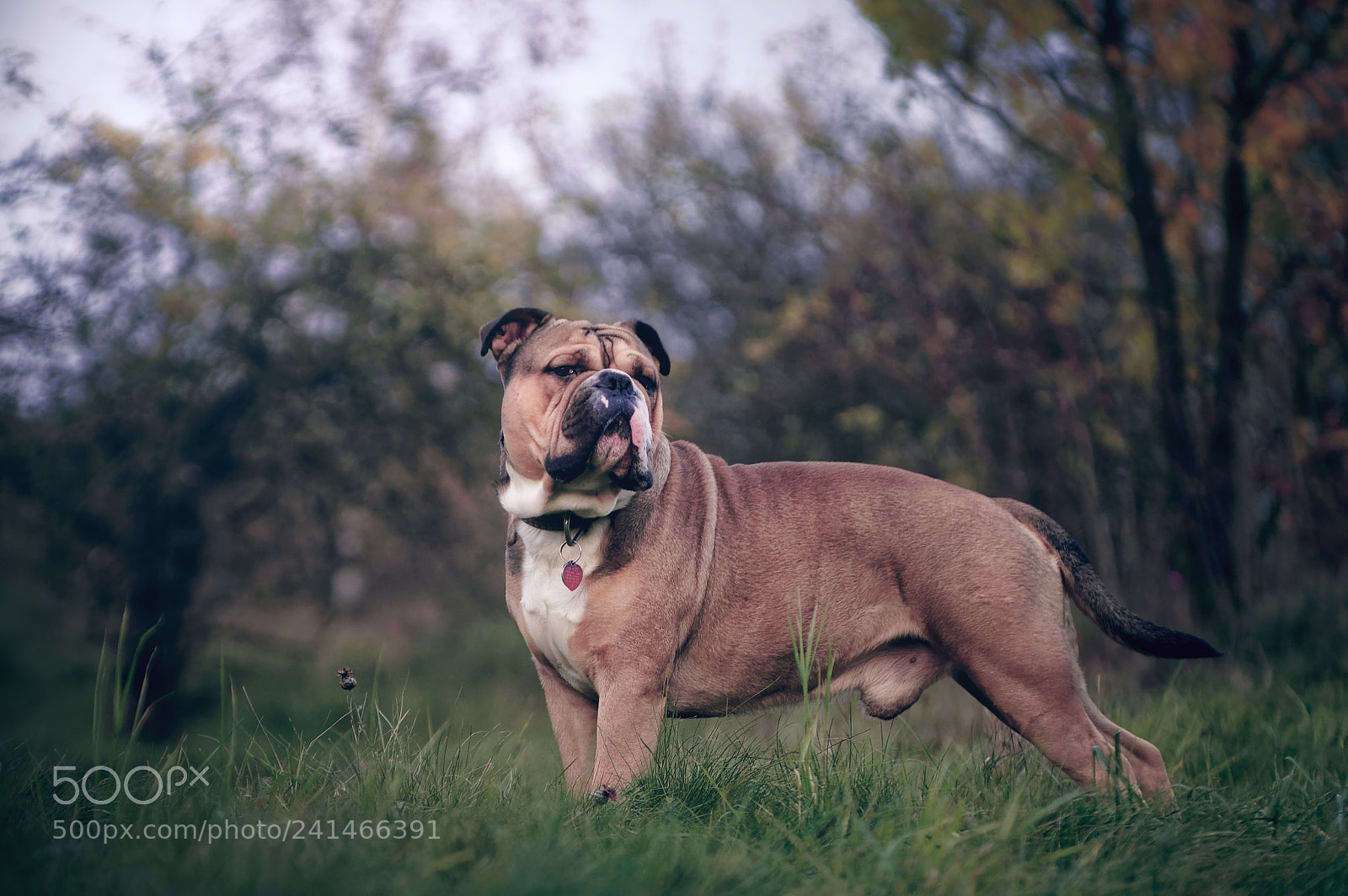 Pentax K-50 sample photo. Continental bulldog hugo posing photography