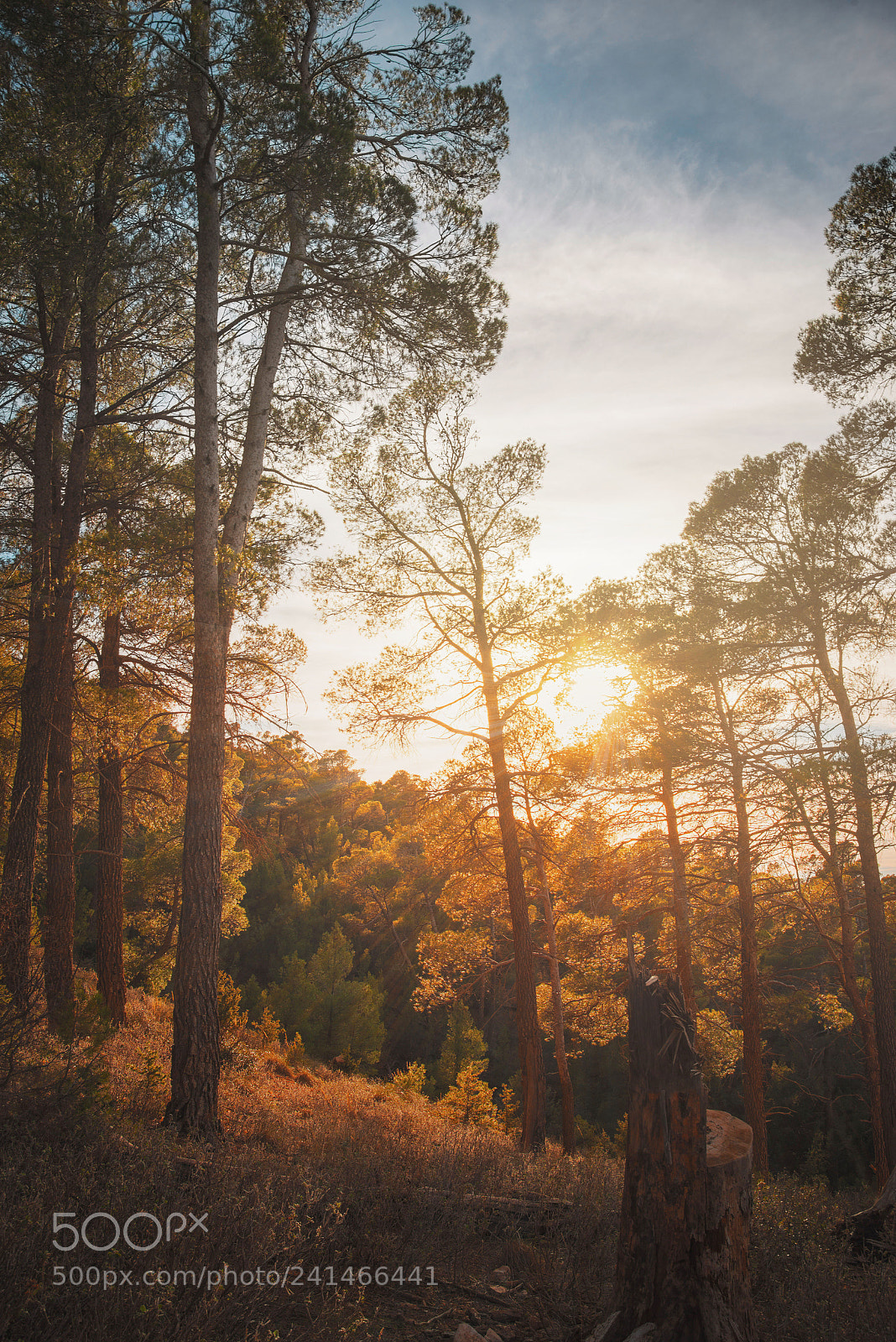 Nikon D800 sample photo. As smart object photography