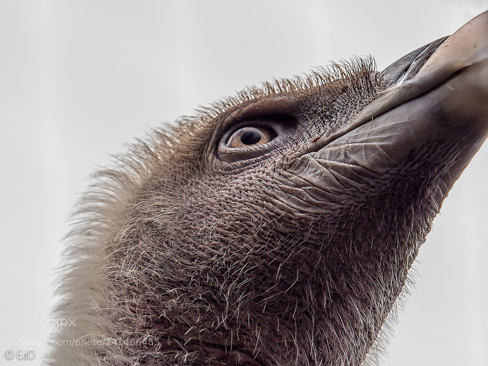 Olympus OM-D E-M1 Mark II sample photo. The eye of a photography
