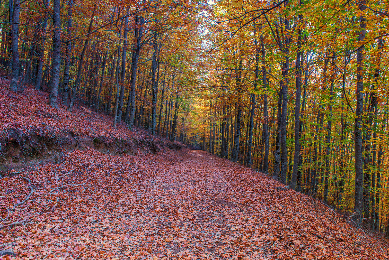 Nikon D600 sample photo. Forest photography