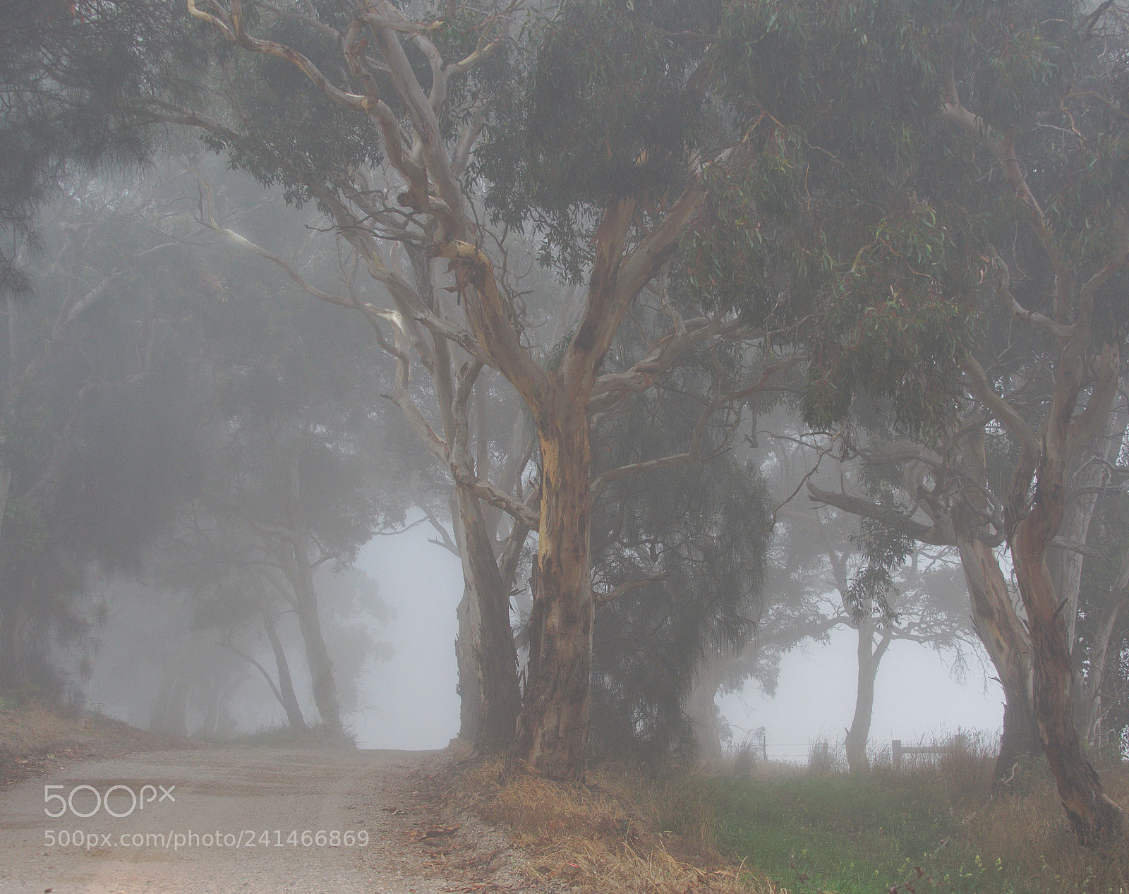 Olympus OM-D E-M5 II sample photo. Winter mist in summer. photography