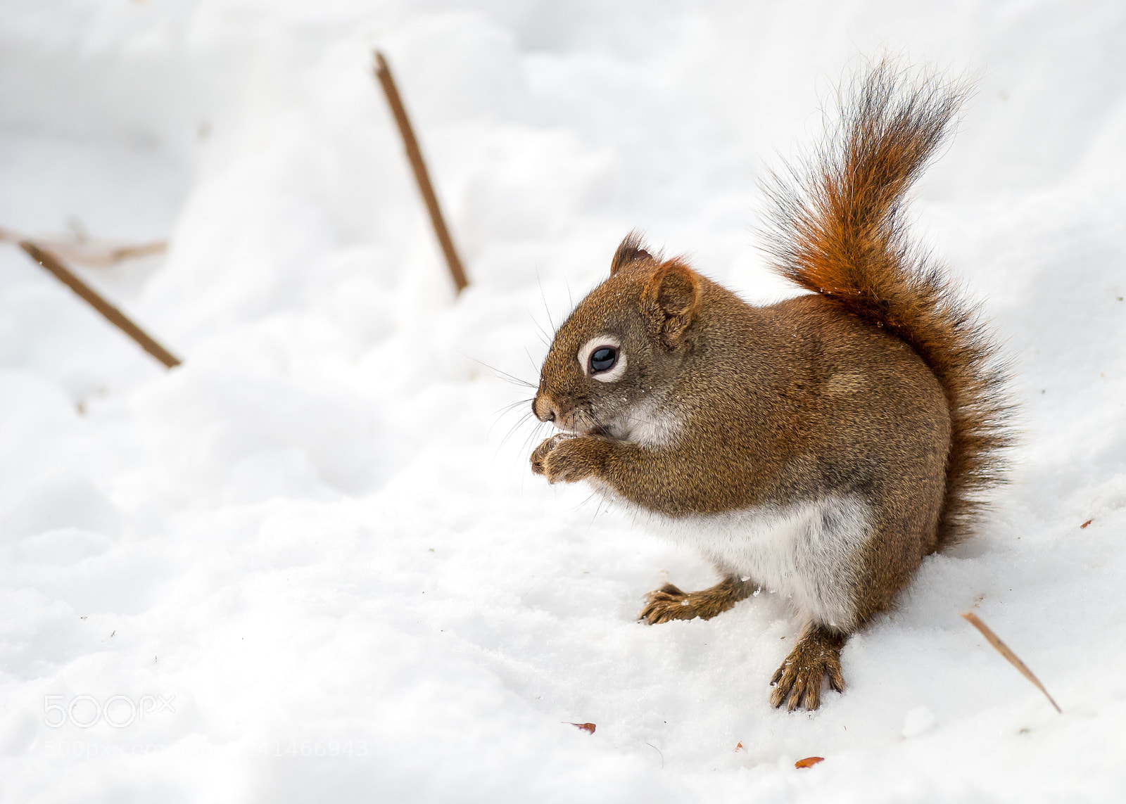 Nikon D3000 sample photo. Squirrel photography