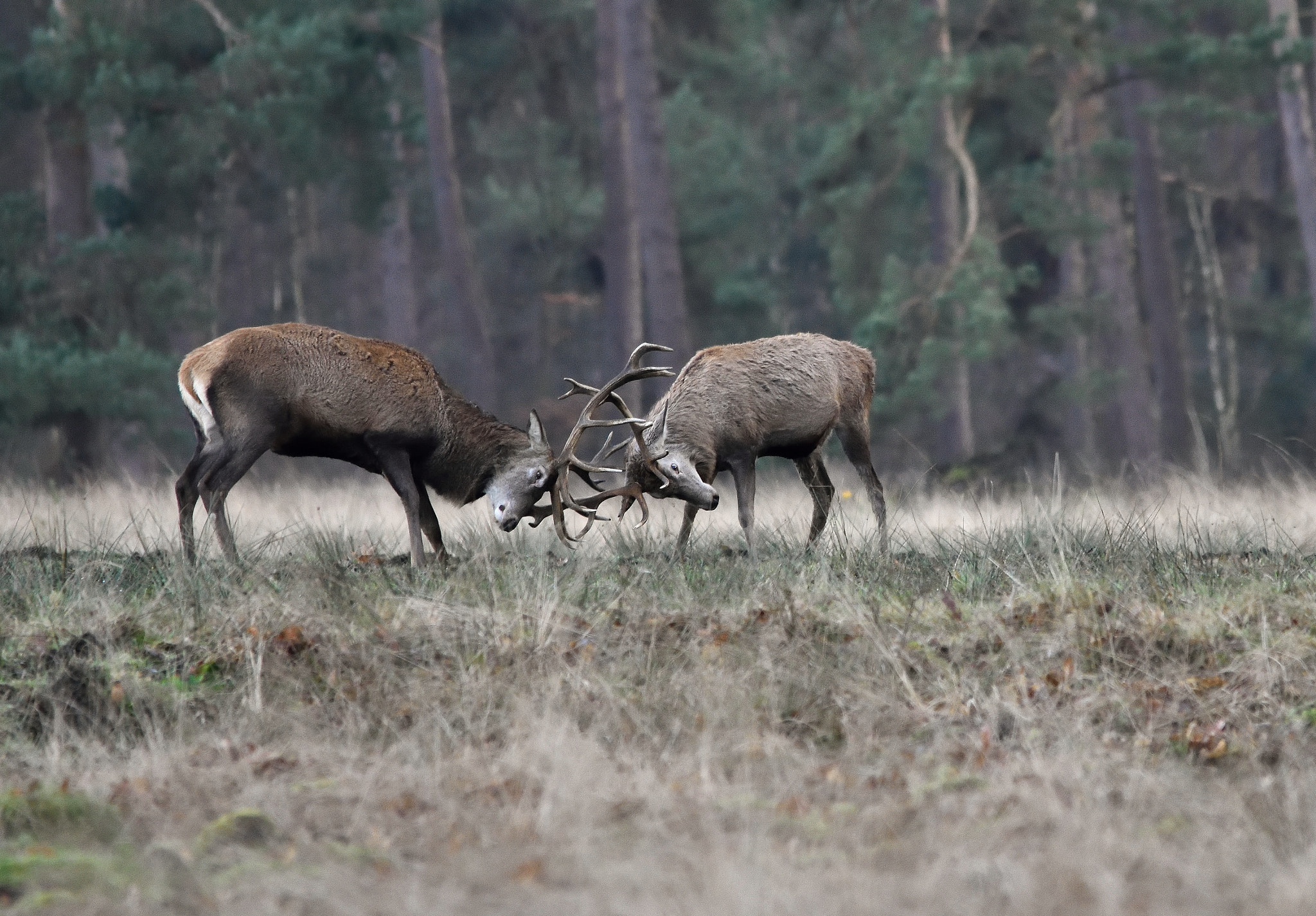 Nikon D7200 + Sigma 150-500mm F5-6.3 DG OS HSM sample photo. Red deer photography