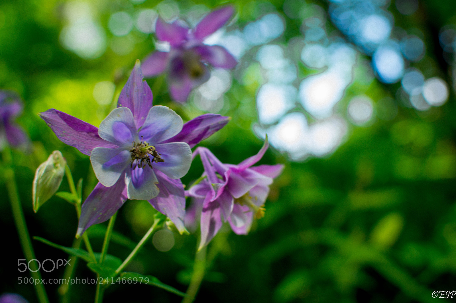 Nikon D3200 sample photo. Purple ii photography