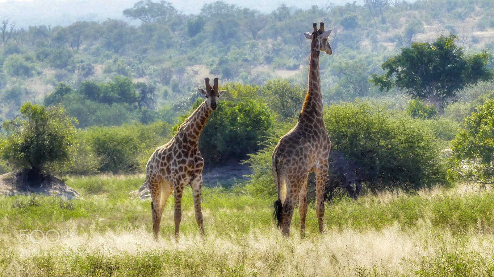 Panasonic Lumix DMC-FZ300 sample photo. Giraffes... photography