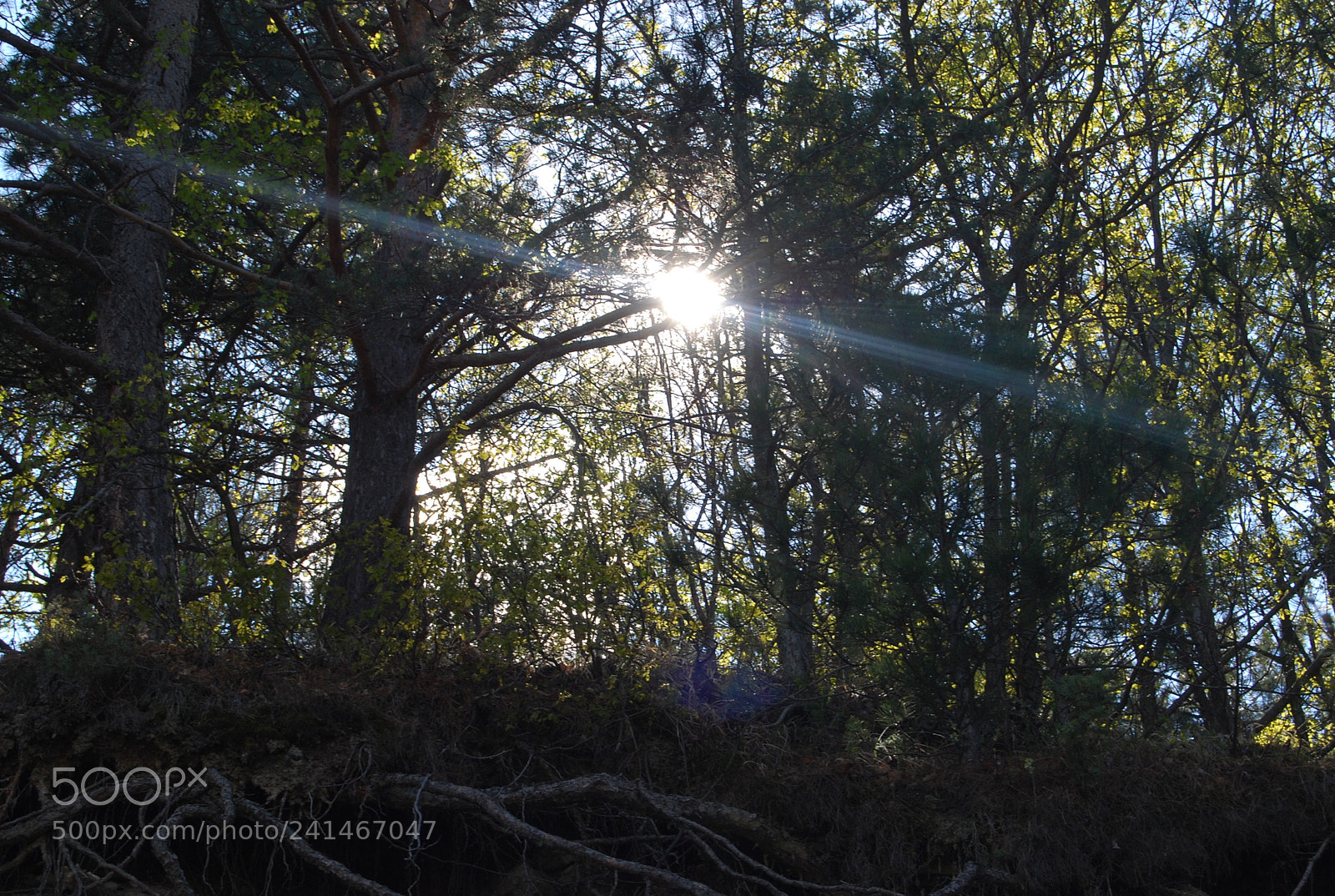 Nikon D60 sample photo. Wonderful summer photography