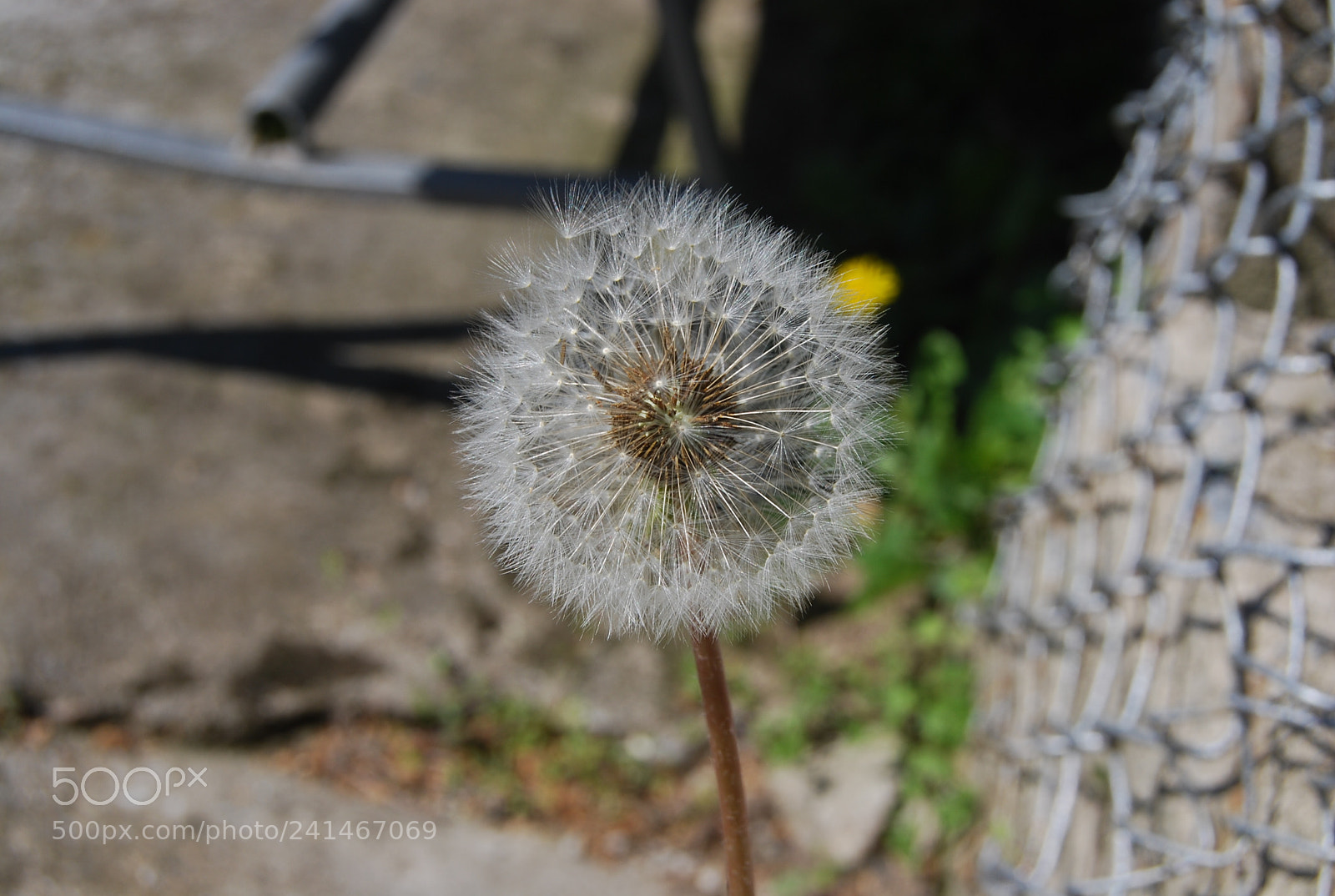Nikon D60 sample photo. Wonderful summer photography