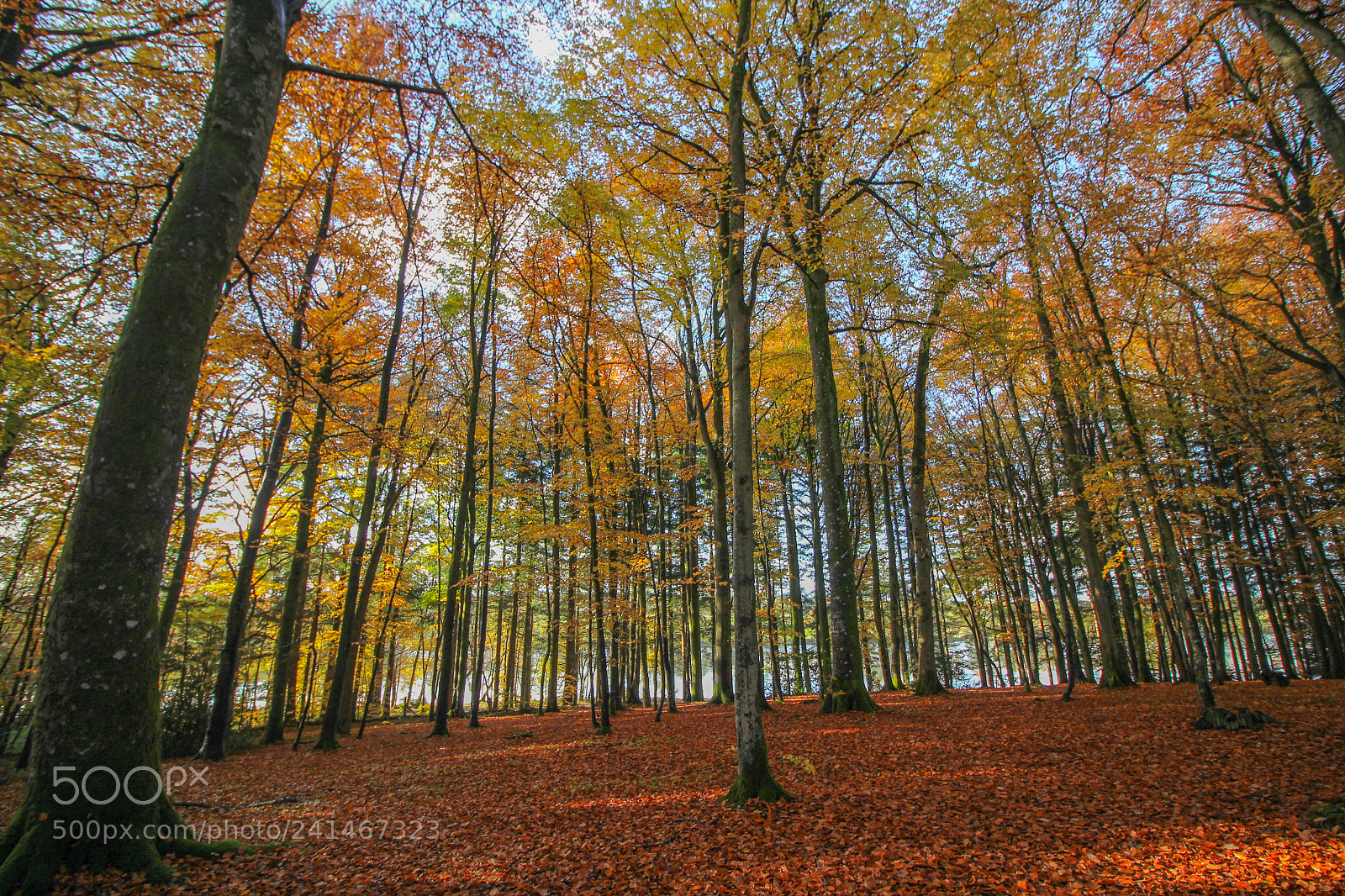 Canon EOS 100D (EOS Rebel SL1 / EOS Kiss X7) sample photo. Autumn forest photography