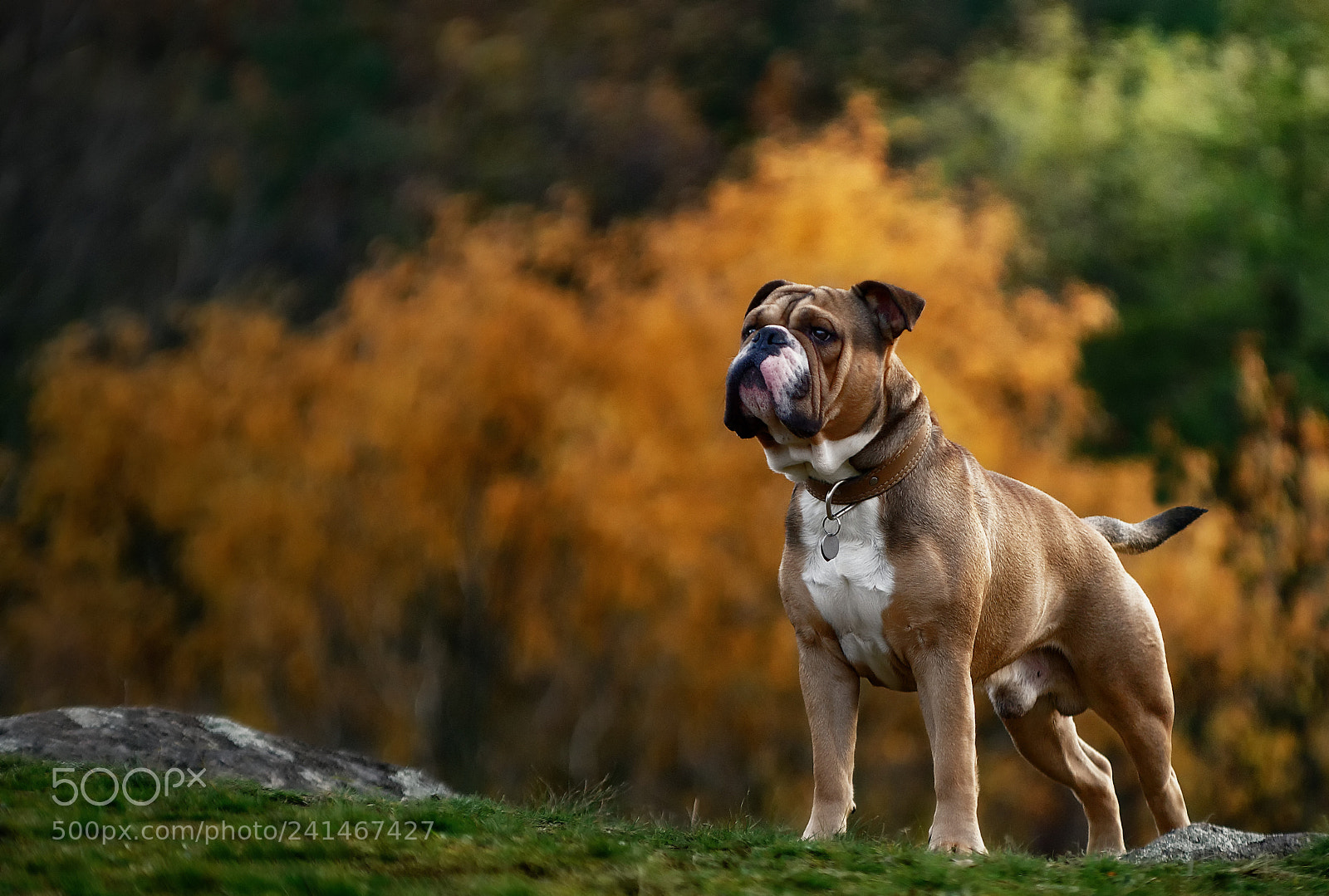 Pentax K-50 sample photo. Hugo´s autumn portrait photography